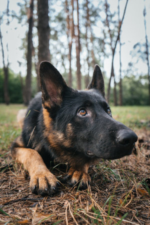 German Shepherd attentively waits for command during training in the forestの写真素材
