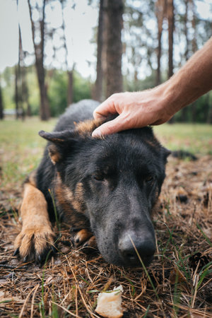 German Shepherd reaching for a treat during training in the forestの写真素材