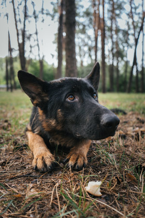 German Shepherd attentively waits for command during training in the forestの写真素材