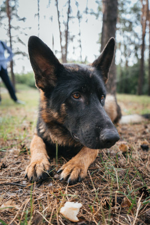 German Shepherd attentively waits for command during training in the forestの写真素材