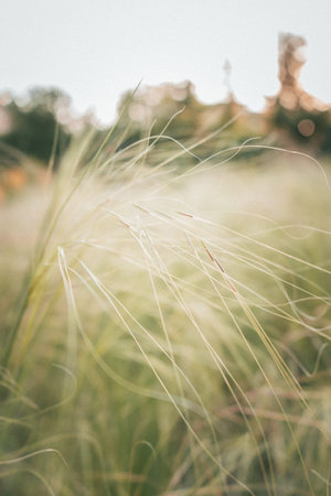 Soft focus close-up of wild grass strands illuminated by gentle sunlight