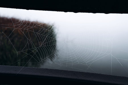Intricate spider web captured in morning mist against a blurred background