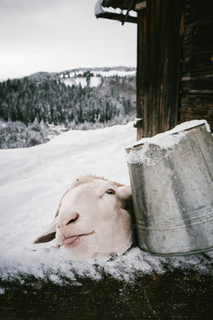 Curious Sheep Peeking Over Snowy Fence with Metal Bucket on Winter Farmの写真素材