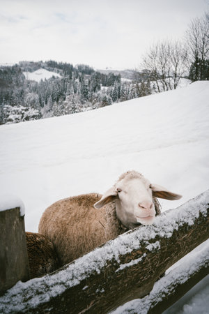 Close-up of a Curious Sheep in a Snowy Winter Farm Setting with Mountain View in the Backgroundの写真素材