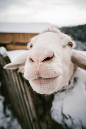 Close-up of a Curious Sheep in a Snowy Winter Farm Setting with Mountain View in the Backgroundの写真素材