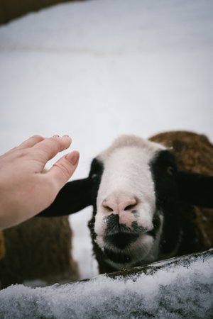 Gentle Interaction with Friendly Farm Sheep in Snowy Winter Settingの写真素材