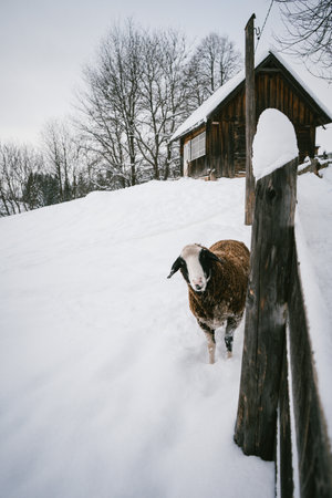 Solitary Sheep Standing in Snow by Rustic Winter Farmhouseの写真素材