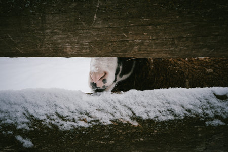Curious Sheep Nose Peeking Through a Snow-Dusted Wooden Fence in Winterの写真素材