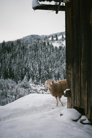 Sheep in Snowy Barn with Forest Backdropの写真素材