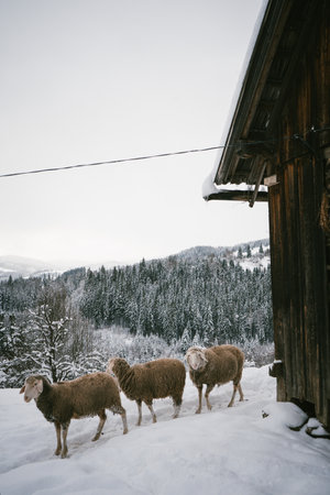 Group of Sheep in Snowy Barnyard by Rustic Barn with Forest Backdropの写真素材