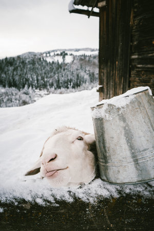 Curious Sheep Peeking Over Snowy Fence with Metal Bucket on Winter Farmの写真素材