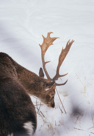 Majestic Deer with Antlers in Snowy Winter Forest Landscapeの写真素材