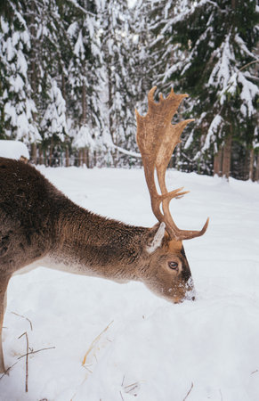 Majestic Deer with Antlers in Snowy Winter Forest Landscapeの写真素材