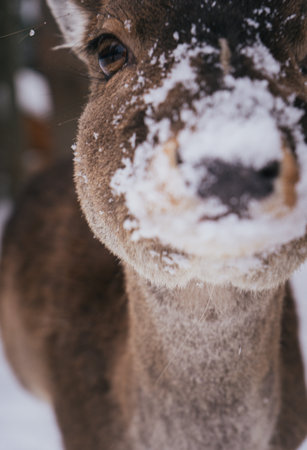 Young Deer in a Snowy Forest Landscape with Wooden Cabin in Backgroundの写真素材