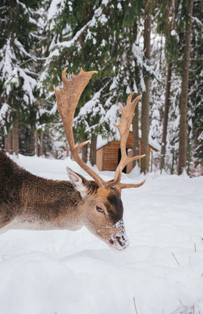 Majestic Deer with Antlers in Snowy Winter Forest Landscapeの写真素材
