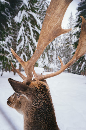 Majestic Deer with Large Antlers in Snowy Winter Forest Landscapeの写真素材