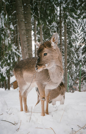 Young Deer Exploring Snow in a Winter Forest with Snow-Covered Treesの写真素材