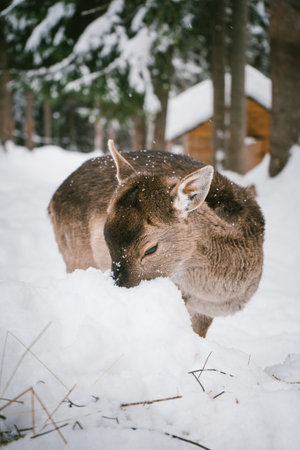 Young Deer Exploring Snow in a Winter Forest with Snow-Covered Treesの写真素材