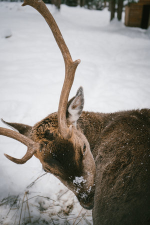 Close-Up of Majestic Deer with Snowy Antlers in Winter Forest Scene