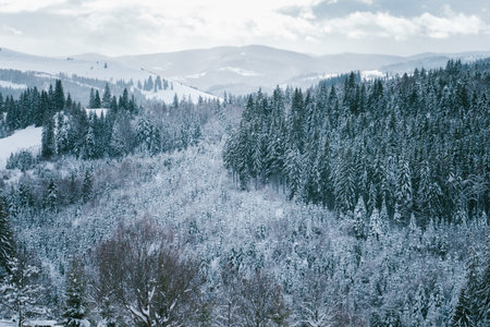 Snow-Covered Forested Hills and Mountainous Landscape on a Winter Dayの写真素材
