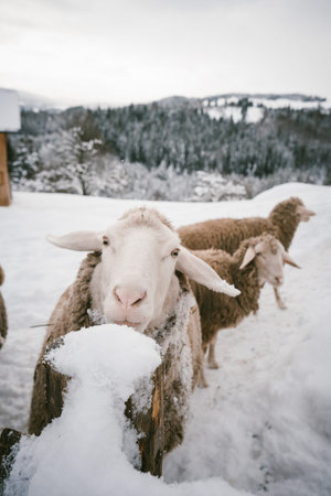Close-up of a Curious Sheep in a Snowy Winter Farm Setting with Mountain View in the Background
