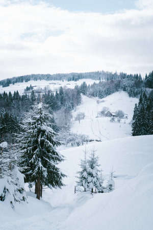 Snow-Covered Forested Hills and Mountainous Landscape on a Winter Dayの写真素材