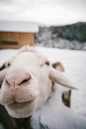 Close-up of a Curious Sheep in a Snowy Winter Farm Setting with Mountain View in the Backgroundの写真素材
