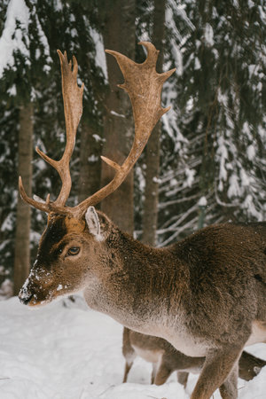 Close-Up of Majestic Deer with Snowy Antlers in Winter Forest Sceneの写真素材