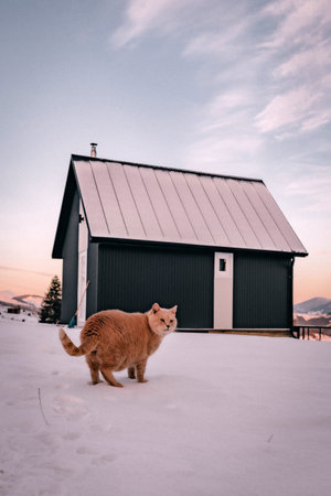 Ginger Cat Standing on Snowy Ground in Front of Cabin at Sunset, Winter Landscape with Pink Skyの写真素材