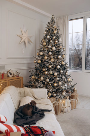 Christmas Tree with Golden Ornaments and Chihuahua on Cozy Couchの写真素材