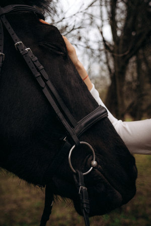 Tender moment with black horse in forest, close-up portraitの写真素材