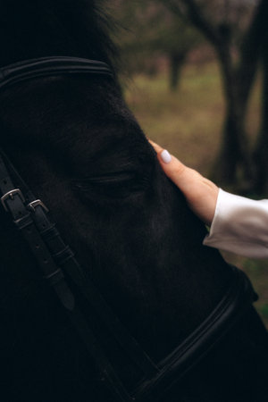 Close-up of black horse face with human hand gently touchingの写真素材