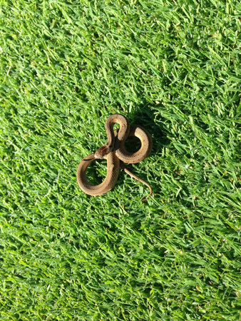 Baby garden snake out sunning. の素材