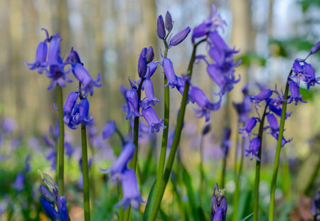 Bluebell flower against blurred green backgroundの写真素材