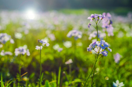 Hepatica liverwort white flower in old leavesの写真素材