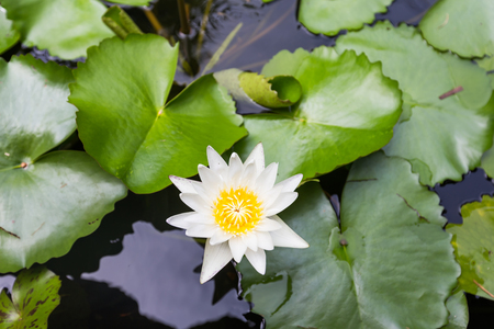 Beautiful lotus flower, White lotus flower select focus blur or blurred soft focus, Lotus flower backgroundの写真素材