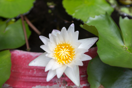 Beautiful lotus flower, White lotus flower select focus blur or blurred soft focus, Lotus flower backgroundの写真素材