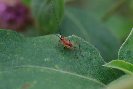 Close-up cricket on green leaf, Small red cricket, Red cricket macro