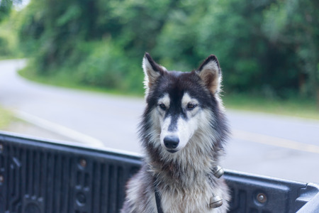Close-up siberian husky Blurred or blurry soft focus, Portrait of siberian husky select focus or out focusの写真素材