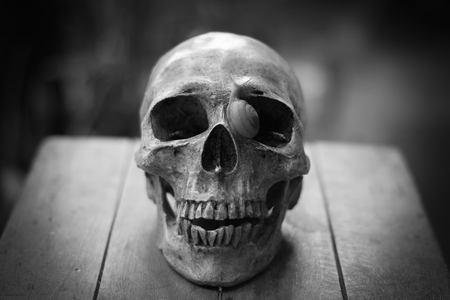 Still life of human skull,Halloween concept, Close Up skull still life style の写真素材