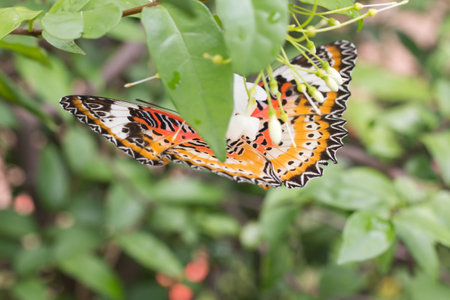 Beautiful butterfly on white flower Blurred or blur soft focus, Close-up butterfly の写真素材
