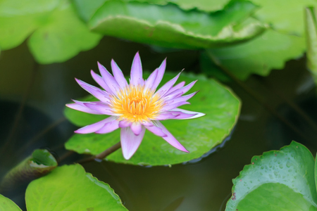Close-up lotus flower,Beautiful lotus flower Blurred or blur soft focusの写真素材