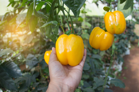 Fresh fruits and vegetables in the garden,Yellow vegetables on hand,Close up vegetables and fruitsの写真素材