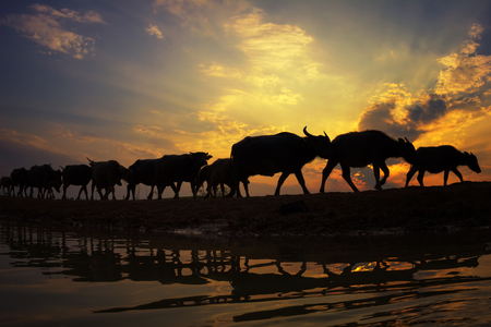 Silhouette sunset with lifestyle countryside,Silhouette Animal husbandry in countryside,Farmer with animal dark toneの写真素材
