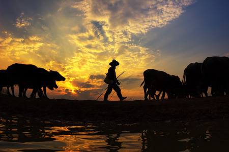 Silhouette sunset with lifestyle countryside,Silhouette Animal husbandry in countryside,Farmer with animal dark toneの写真素材