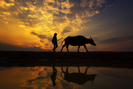 Silhouette sunset with lifestyle countryside,Silhouette Animal husbandry in countryside,Farmer with animal dark toneの写真素材