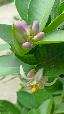 Bergamot flowers on the branch of a lemon tree.の写真素材