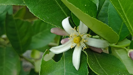 Lemon blossom on a lemon tree in the garden, stock photoの写真素材