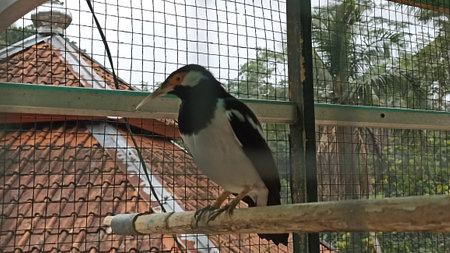 Bird in a cage at a zoo in the city of Ciamis, Indonesiaの写真素材