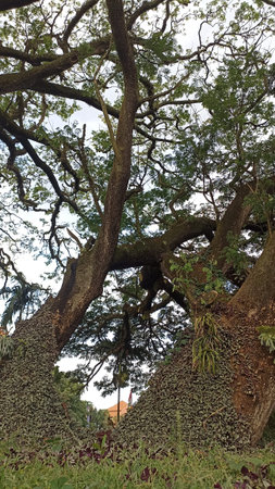 Old big tree in the park with green foliage and blue sky.